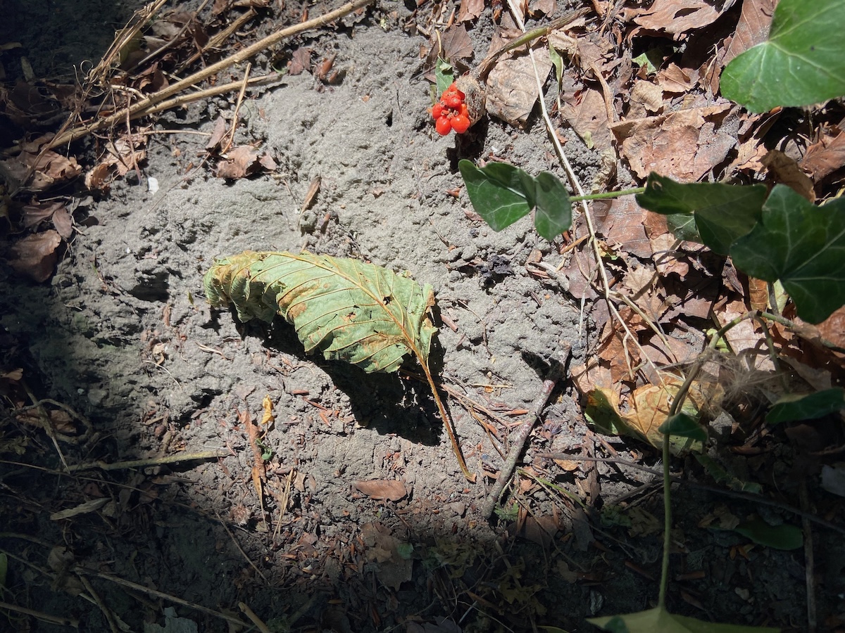 A dried leaf sits in a patch of sunlight on a dry earth woodland floor